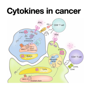 142-Cytokines in cancer