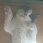 世界不能没有小猫咪呀呀