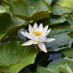 马不不放屁如风铃般优雅