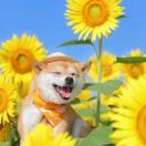 我来人间晒太阳