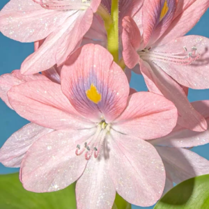 VOL535.千禧年伊始的黄金十年，张校长扎根陕南乡村的九年制中心学校。