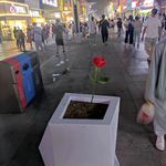 骆驼小叔