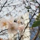 kuikuikui