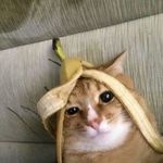 广寒居士