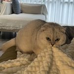 拿铁你不要欺负肖恩