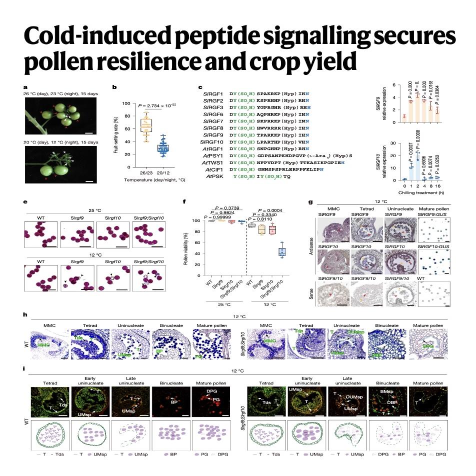 1166-A Core Peptide Signaling for Pollen Cold Resilience episode artwork