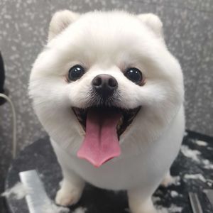 小黄儿