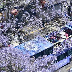 vol.12 五一去哪儿？绝美蓝花楹+宝藏苍蝇馆，昆明才不是旅游中转站！