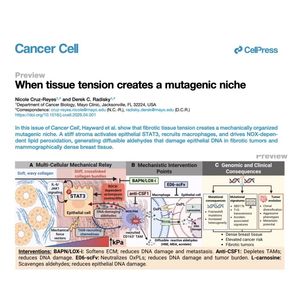 1006-When Tissue Tension Creates a Mutagenic Niche
