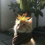 寄个冬