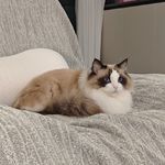 可乐是猫咪呢
