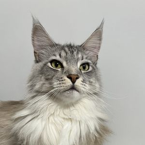 podcaster-avatar