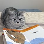 我家猫叫霹雳