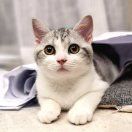 你大猫