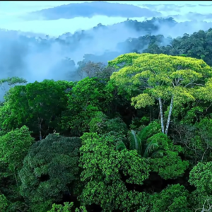 【四季森语】白噪音|森林|鸟鸣|溪流|风声|氛围感