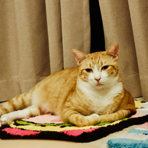 053 动感单车卖掉了（图文无关）