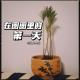在圈圈里的第一天，女主播非非solo-马扎儿114