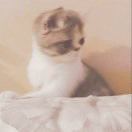 咕噜猫要开心哦