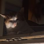 猫31