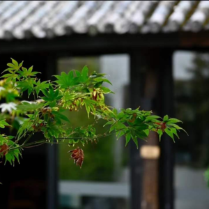 Vol.27 当一个理想主义者决定开民宿：和阳光聊聊近10年多次在大理生活的体验