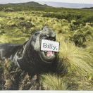 朝阳牛荣登祝福榜