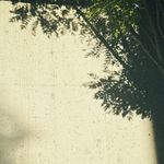 枝枝爱听