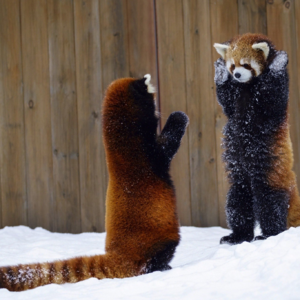 经济学人｜可爱文化如何席卷全球