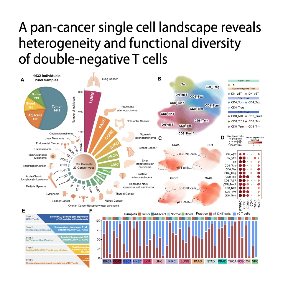 771-A Pan-Cancer Atlas of Double-Negative T Cells episode artwork