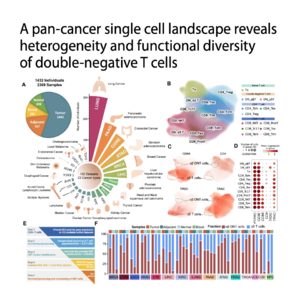 771-泛癌视角下双阴性T细胞单细胞图谱与功能多样性研究