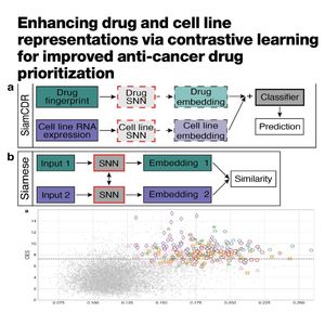 1138-SiamCDR: for Enhanced Anti-Cancer Drug Prioritization