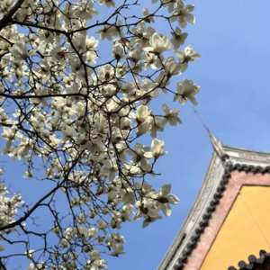 9、丘栋荣事件,基金经理老带新现象,及相关