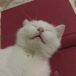白菜咬耳朵吖