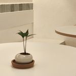 这是一颗椰树