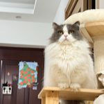 王崽啾啾糖_d1At