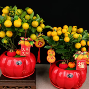 Vol.16 看国色芳华和儋州种花匠小董姑娘一起赏新春花卉品海南特色美食