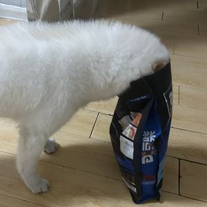 球球你收手吧