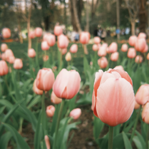 14.过期日记|在不知道去哪里的春天,先把自己种下去