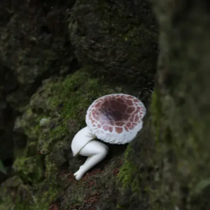 EP.40 生理期不专业的自救指南