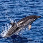 番茄味的果冻儿