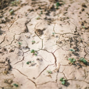 河南“大烤”，如何应对？