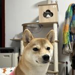 果guo果guo