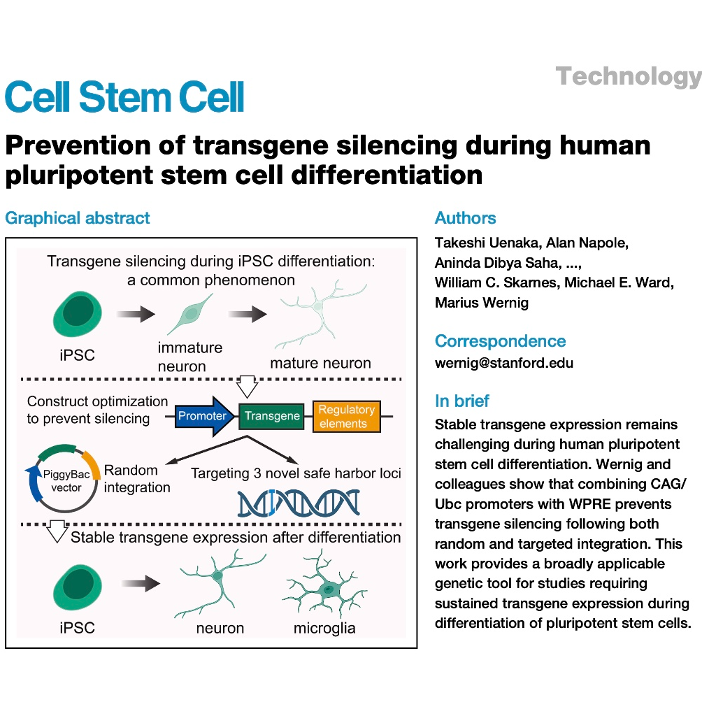 821-Preventing Transgene Silencing During Differentiation episode artwork