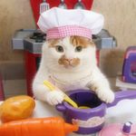 Jelly小猫