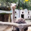 一只红色的小花猫