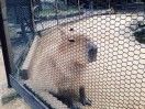 大脑袋推开波浪