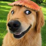 怡红公子不姓贾