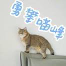 闪电麦昆11