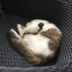 橄榄鹿