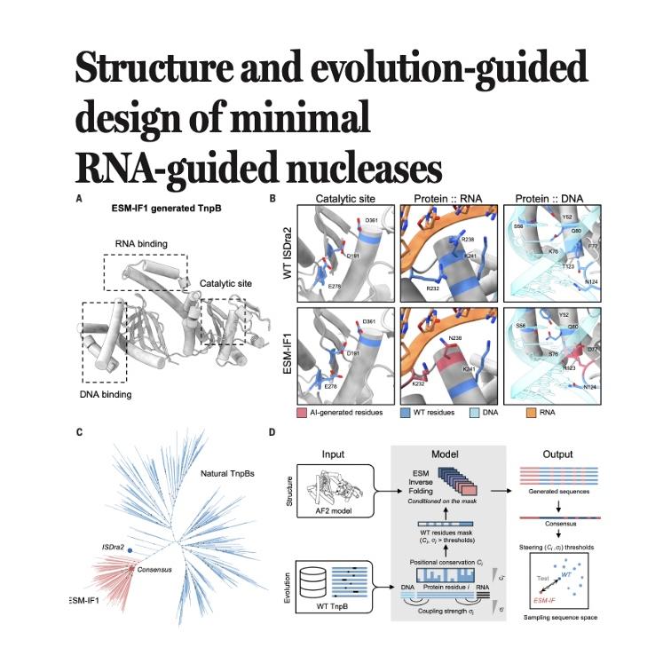 1483-Structure-Guided Design of Minimal RNA-Guided Nucleases episode artwork