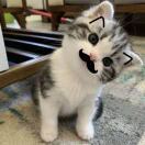 供血小猫